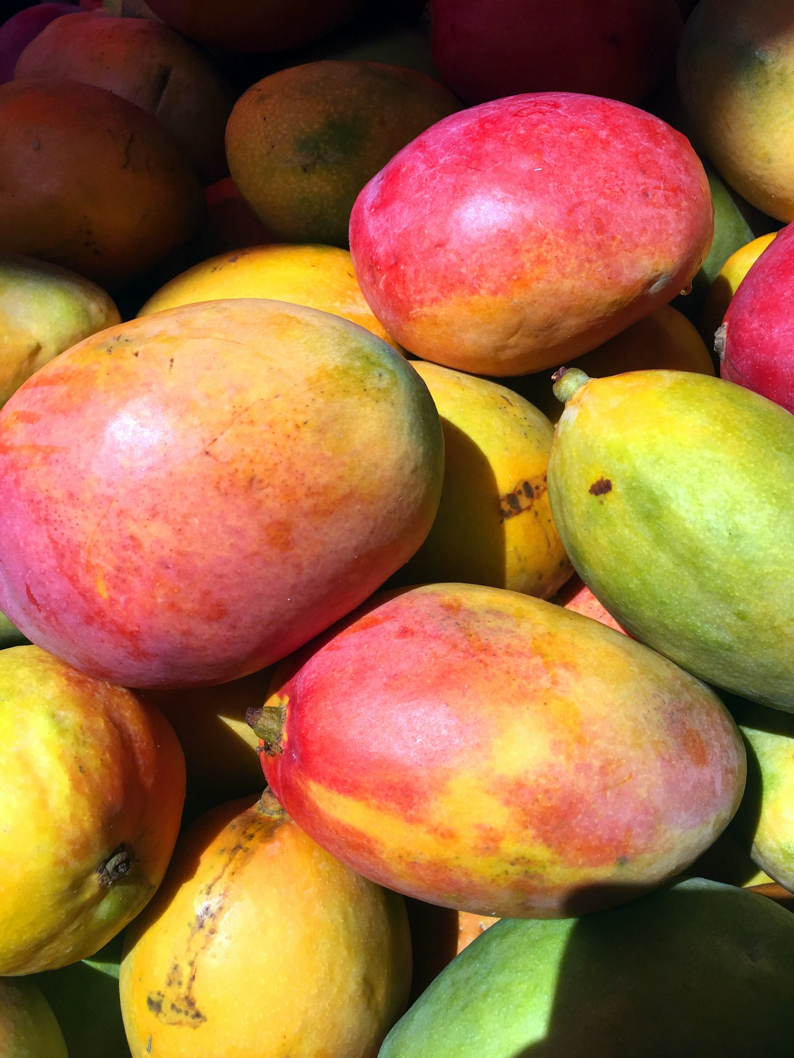 Mango orchard at golden hour