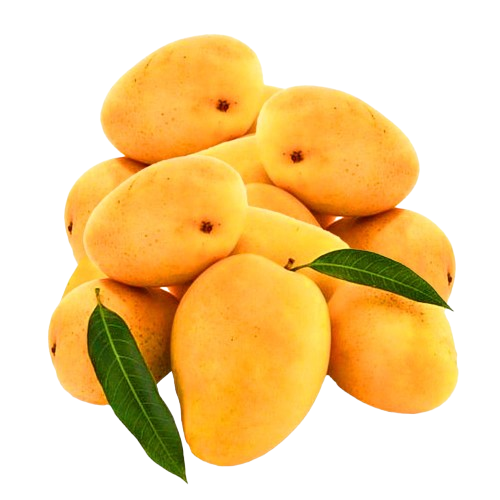 Ripe golden mangoes ready for packing
